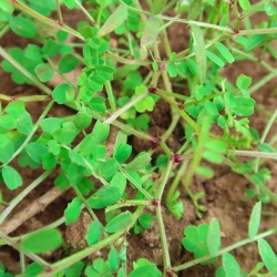 Stelo: colorazione antocianica all’ascella della foglia, medio forte in inverno