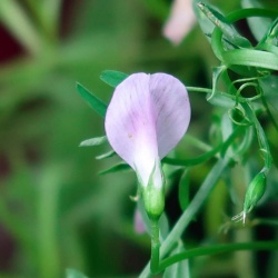Fiore: particolare del calice, glabro e con denti più o meno uguali e dello stendardo o vessillo