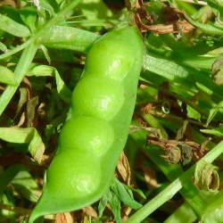 Legume: pubescenza assente o molto debole