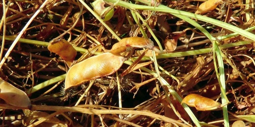 Legume giallo ocra a maturazione
