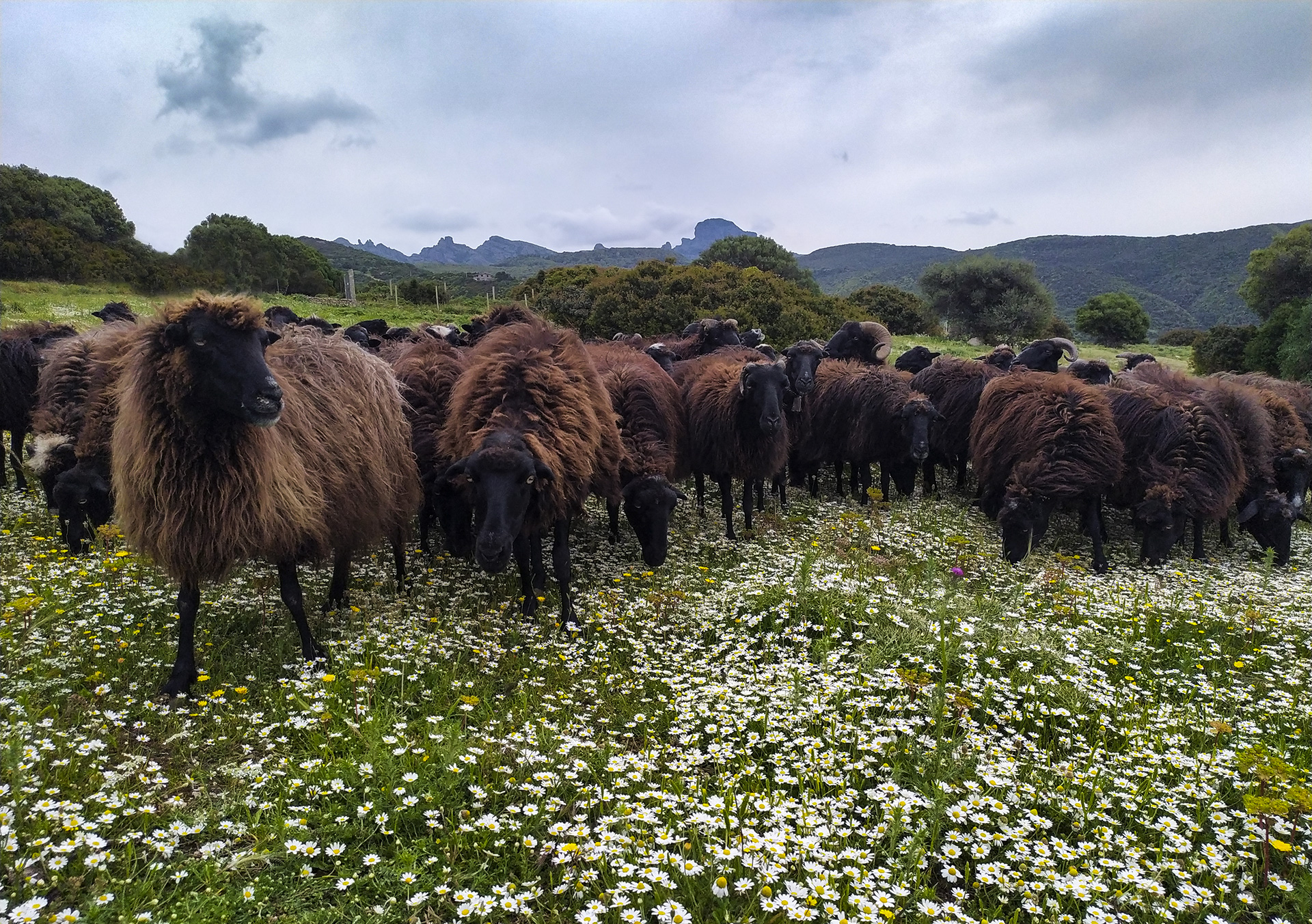 Arbus, pecore nere al pascolo nelle campagne di Funtanazza