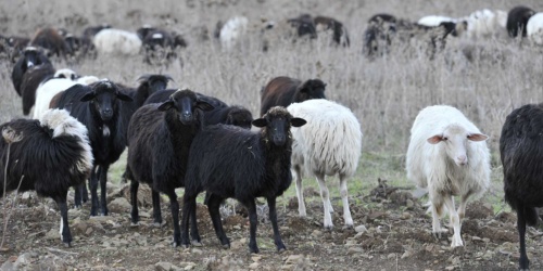 Arbus, pecora nera. Gregge nelle campagne di Santadi. In questo scatto si evidenzia la differente colorazione rispetto alle pecore di razza sarda