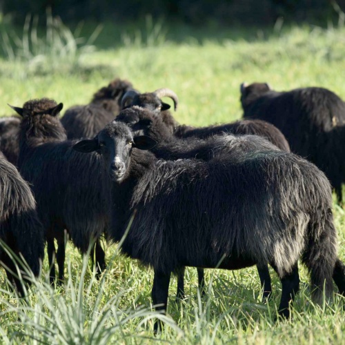 Arbus, pecora nera. In primo piano un esemplare senza corna nelle campagna di Funtanazza