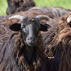 Foresta Burgos, pecora nera. Primo piano di un esemplare adulto con le corna
