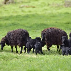 Foresta Burgos, pecora nera. Esemplari adulti e agnelli