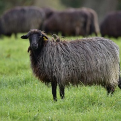 Foresta Burgos, pecora nera. Esemplare adulto con colorazione tendente al rossiccio