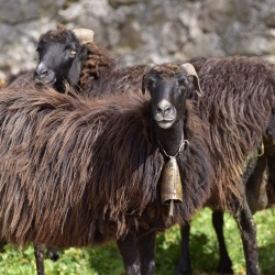 Foresta Burgos, pecora nera. Primo piano di un esemplare adulto con le corna