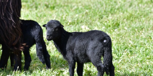 Foresta Burgos, pecora nera. Primo piano di un agnello