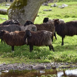 Foresta Burgos, pecora nera. Alcuni esemplari adulti