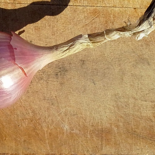 Alghero, cipolla Seba Mitja Vermella.