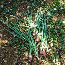 Alghero, cipolla Seba Mitja Vermella. Cipolle raccolte nel campo