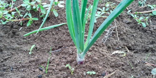 Alghero, cipolla Seba Mitja Vermella. Particolare della pianta in fase di crescita
