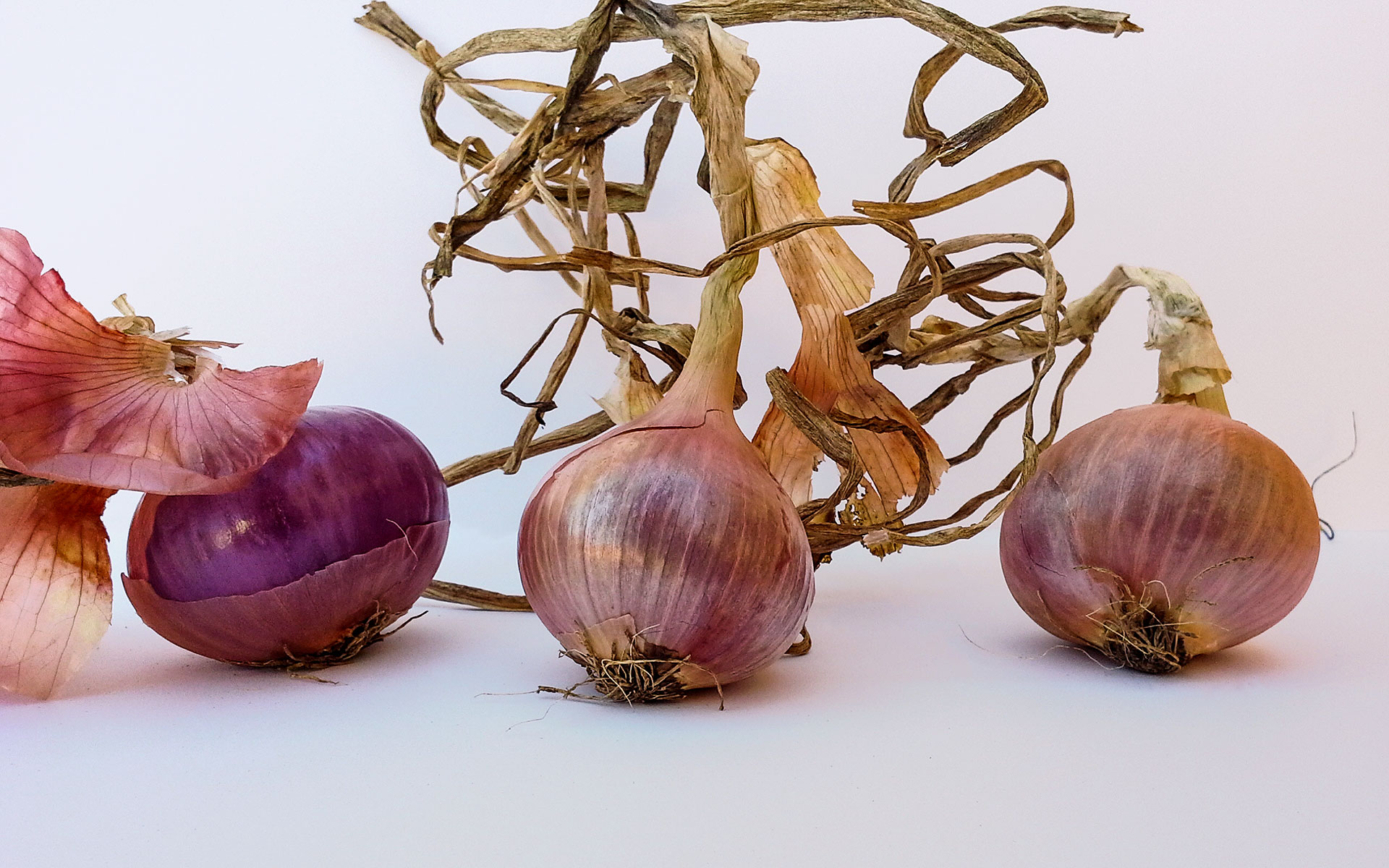 Conservazione, tutela, valorizzazione e diffusione delle risorse genetiche locali