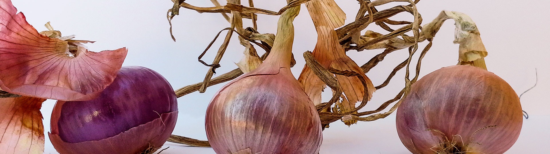 Alghero, cipolla Seba Mitja Vermella. Particolare dei bulbi puliti