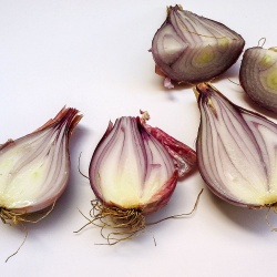 Alghero, cipolla Seba Mitja Vermella. Dettaglio sulle cipolle tagliate