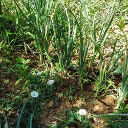 Alghero, cipolla Seba Mitja Vermella. Piante di cipolla coltivate