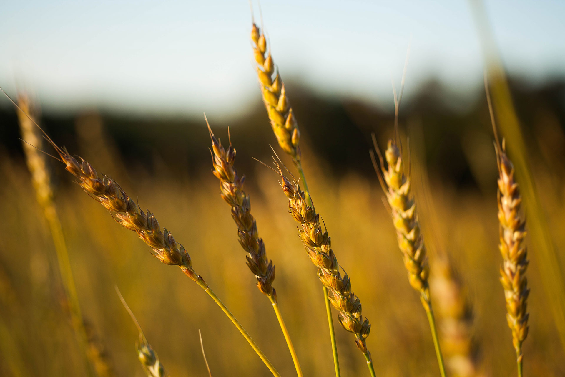 Conservazione, tutela, valorizzazione e diffusione delle risorse genetiche locali