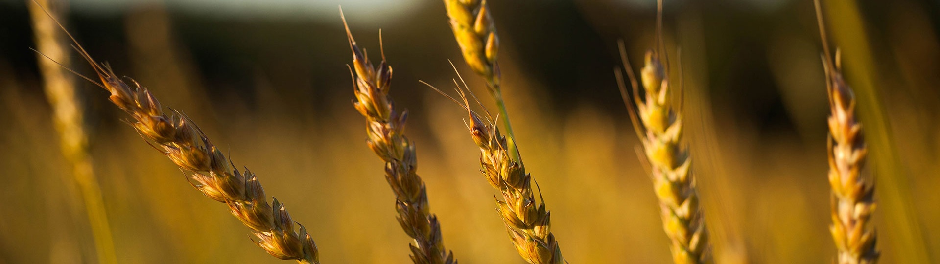 Trigu Cossu, primo piano delle spighe