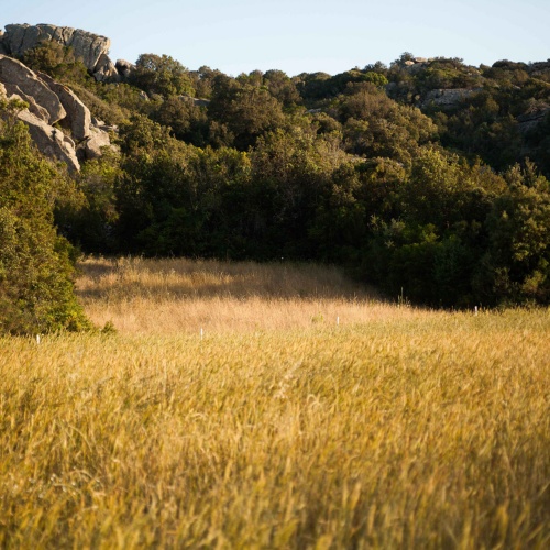 Trigu Cossu, veduta del campo di grano