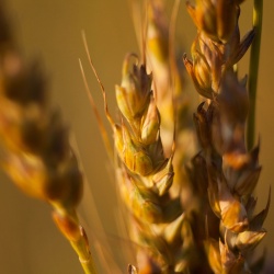 Trigu Cossu, particolare della spiga