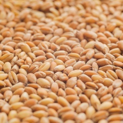 Trigu Cossu, chicchi