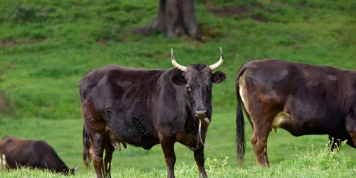 Foresta Burgos, vacca sarda. Bovino adulto al pascolo