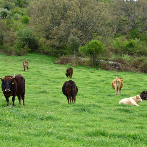Foresta Burgos, vacca sarda. Bovini al pascolo