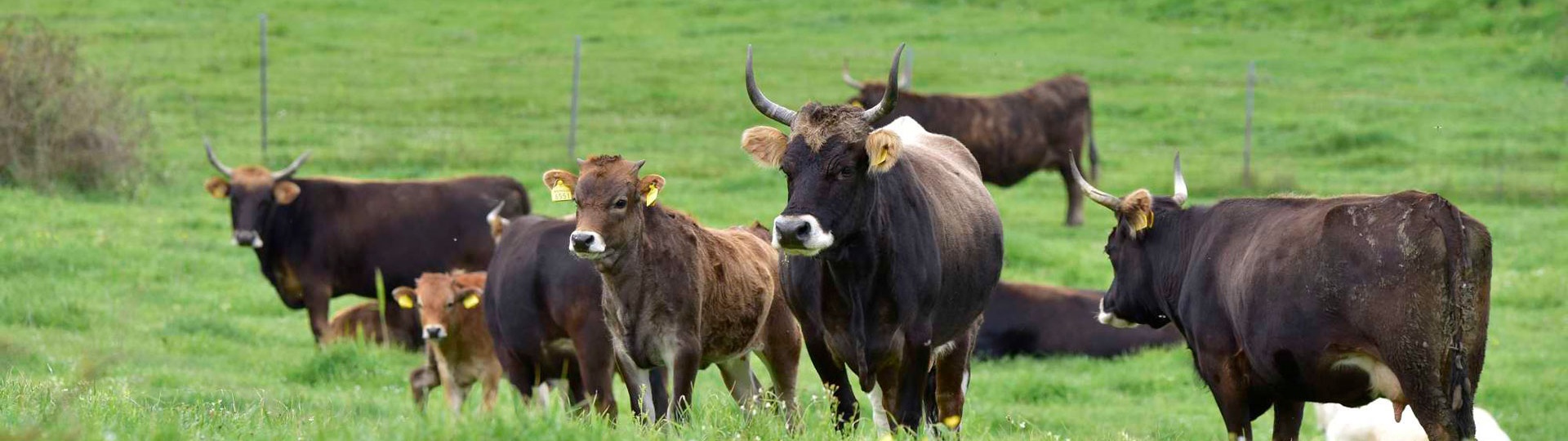 Foresta Burgos, vacca sarda. Bovini al pascolo