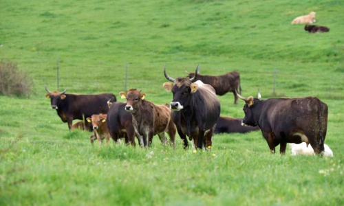 Foresta Burgos, vacca sarda. Bovini al pascolo