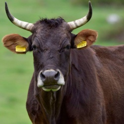 Foresta Burgos, vacca sarda. Primo piano frontale di un esemplare adulto
