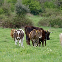 Foresta Burgos, vacca sarda. Vitellini