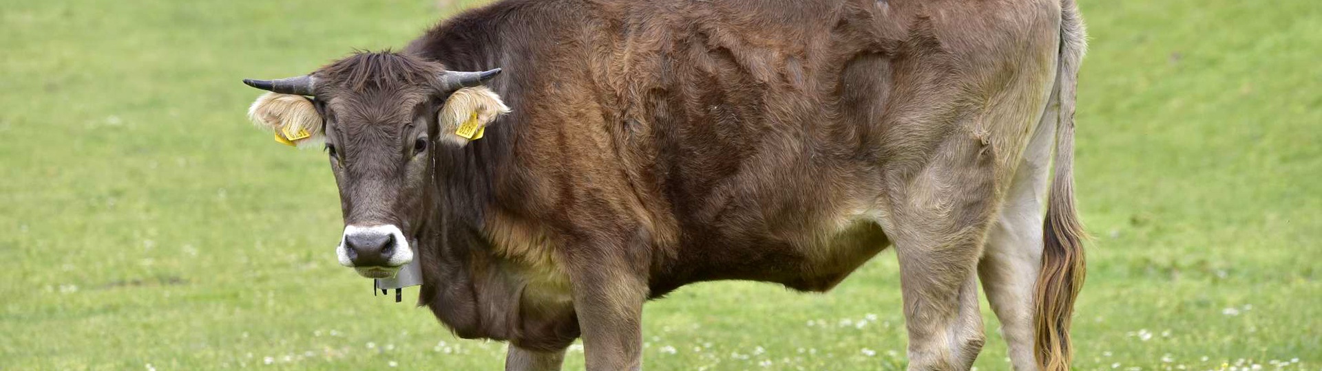 Foresta Burgos, vacca sardo-bruna. Vista laterale di un bovino adulto