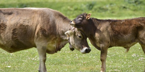 Foresta Burgos, vacca sardo-bruna. Madre col vitellino