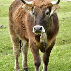 Foresta Burgos, vacca sardo-bruna. Veduta frontale