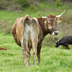 Foresta Burgos, vacca sardo-bruna. Veduta posteriore