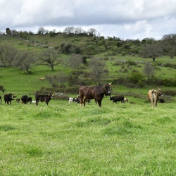 Foresta Burgos, vacca sardo-bruna. Gruppo di vacche al pascolo