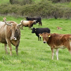 Foresta Burgos, vacca sardo-bruna. Adulto con vitellino