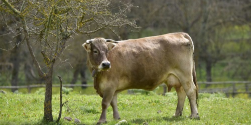 Foresta Burgos, vacca sardo-bruna. Un bovino adulto al pascolo