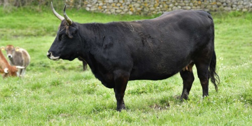 Foresta Burgos, vacca sardo-bruna. Esemplare adulto dal mantello nero