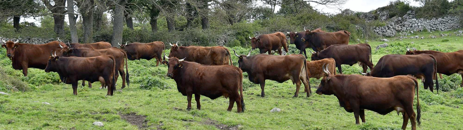 Foresta Burgos, vacca Sardo-Modicana.