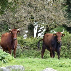 Foresta Burgos, vacca Sardo-Modicana.