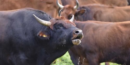 Foresta Burgos, toro di razza Sardo-Modicana.