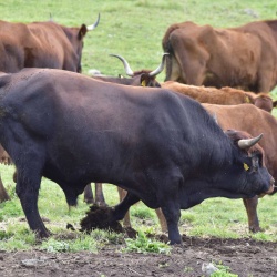 Foresta Burgos, toro di razza Sardo-Modicana.