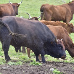Foresta Burgos, toro di razza Sardo-Modicana. 