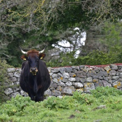Foresta Burgos, vacca Sardo-Modicana.