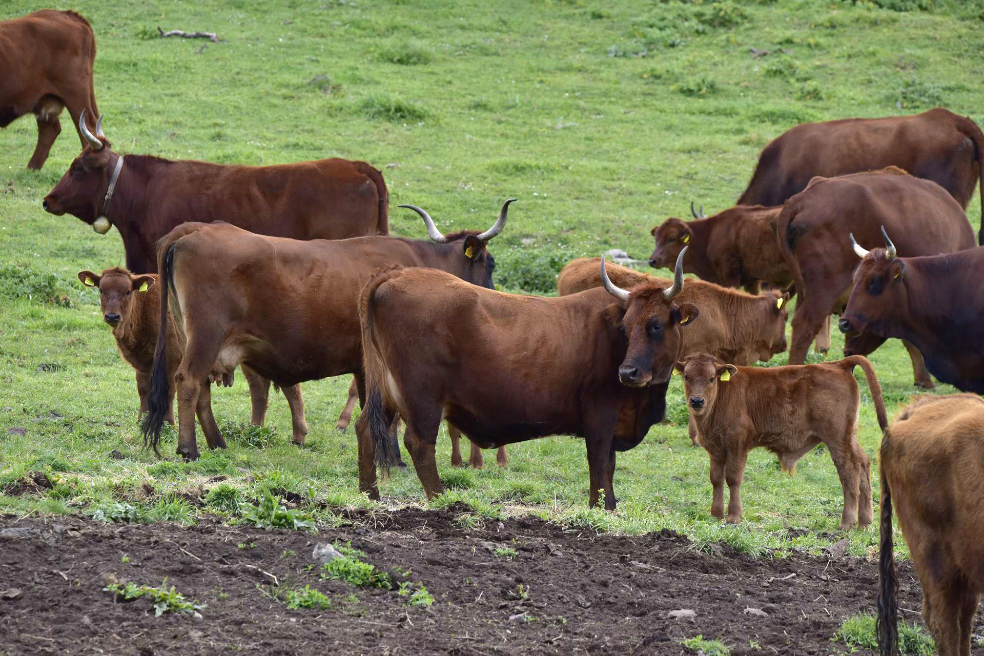 Conservazione, tutela, valorizzazione e diffusione delle risorse genetiche locali