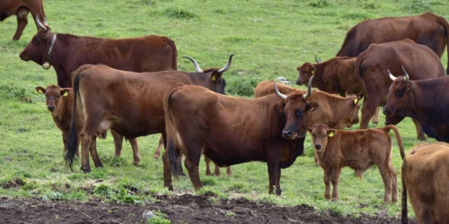 Foresta Burgos, vacca Sardo-Modicana.